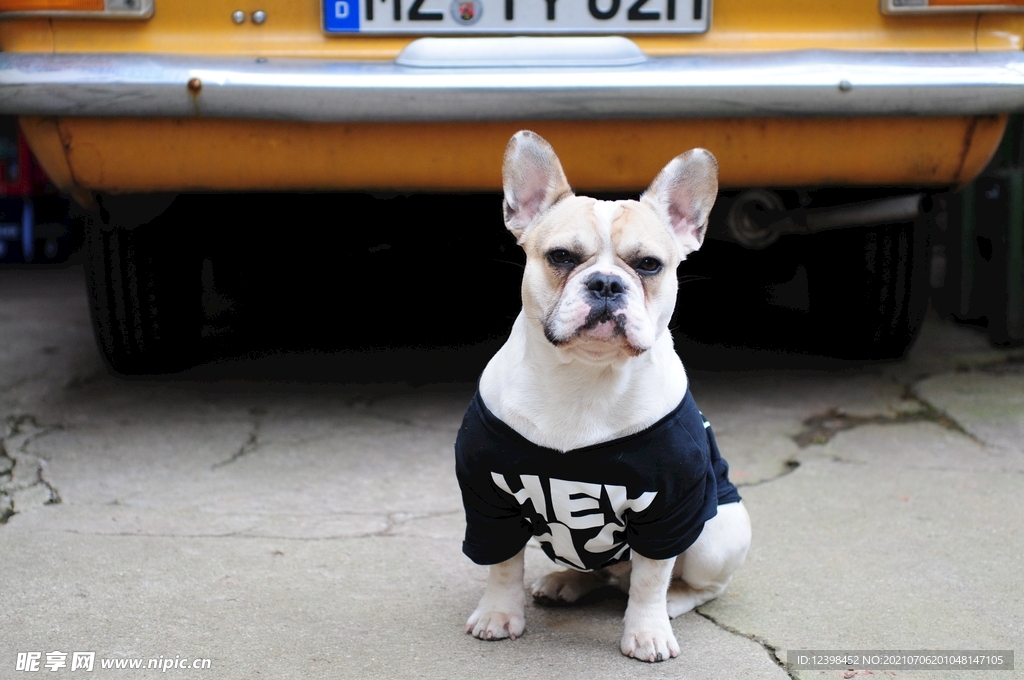 可爱萌宠的斗牛犬