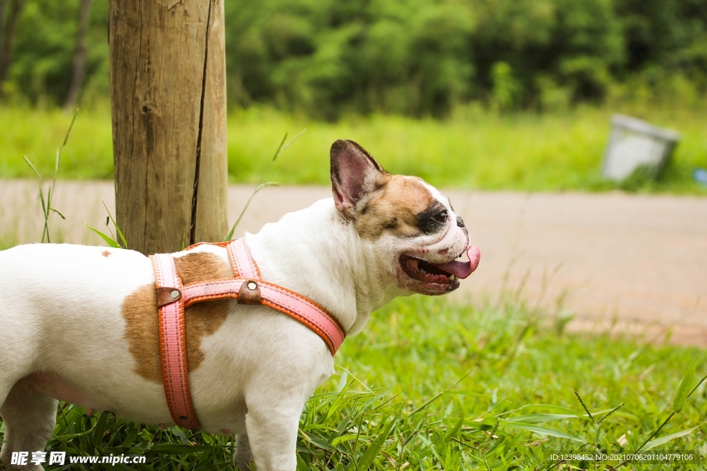 可爱萌宠的斗牛犬