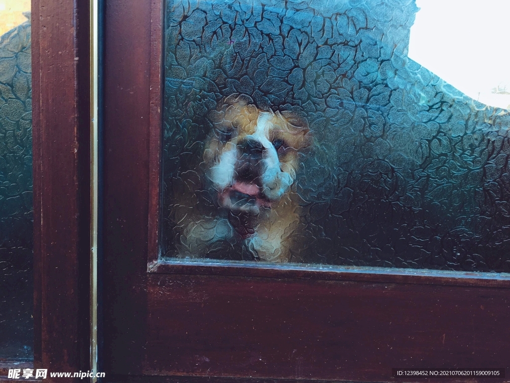 可爱萌宠的斗牛犬