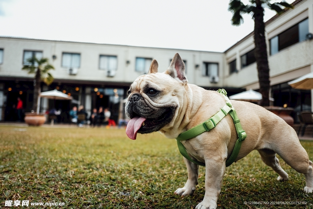 可爱萌宠的斗牛犬