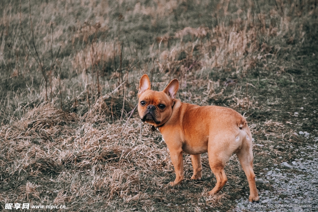 可爱萌宠的斗牛犬