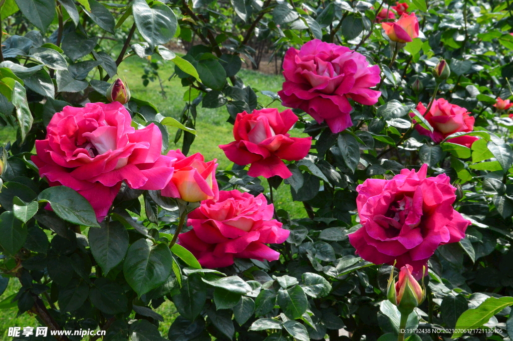 月季花 