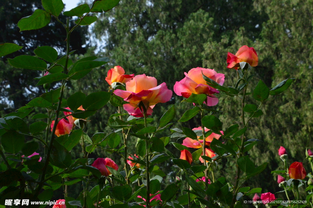 月季花