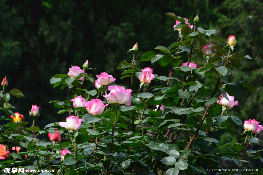月季花 