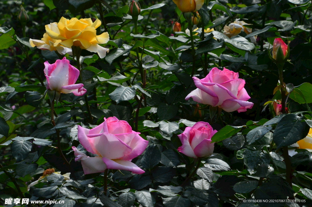 月季花 