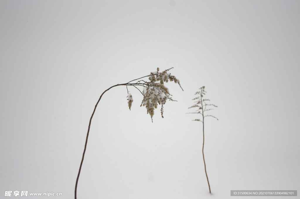 雪景