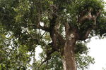 普洱茶树