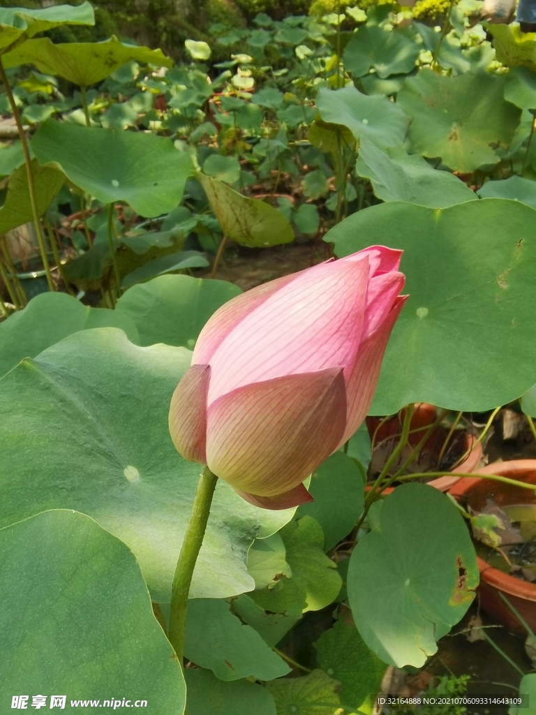 荷花 