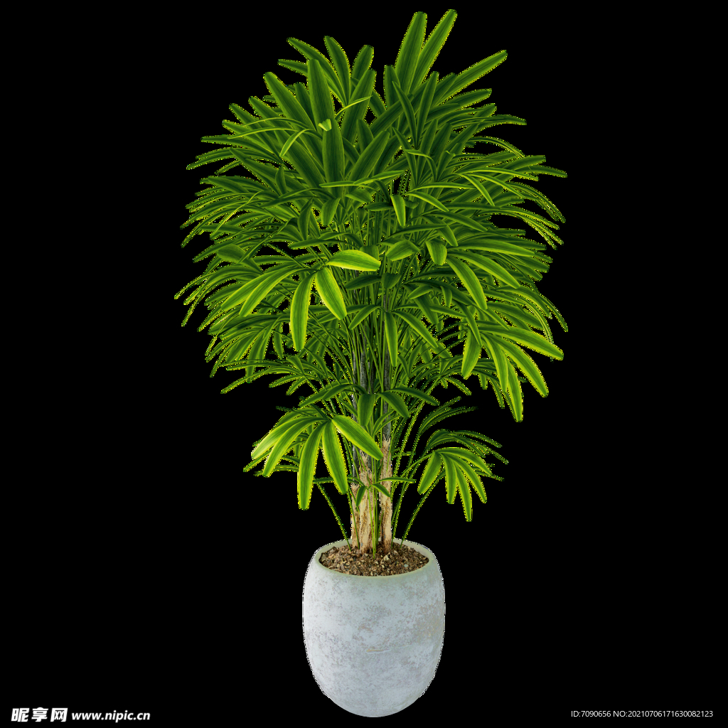 盆栽植物盆景 