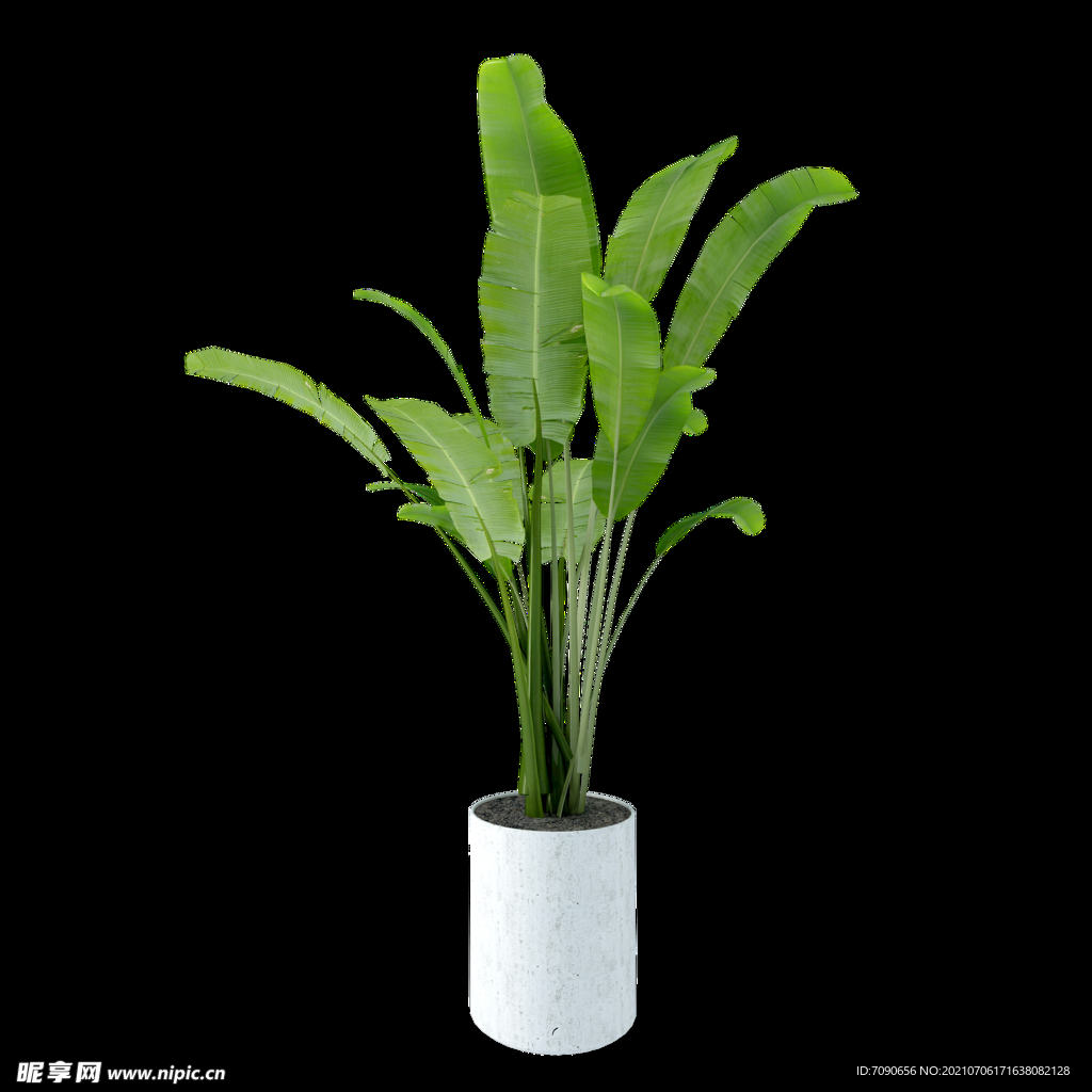 盆栽植物盆景 
