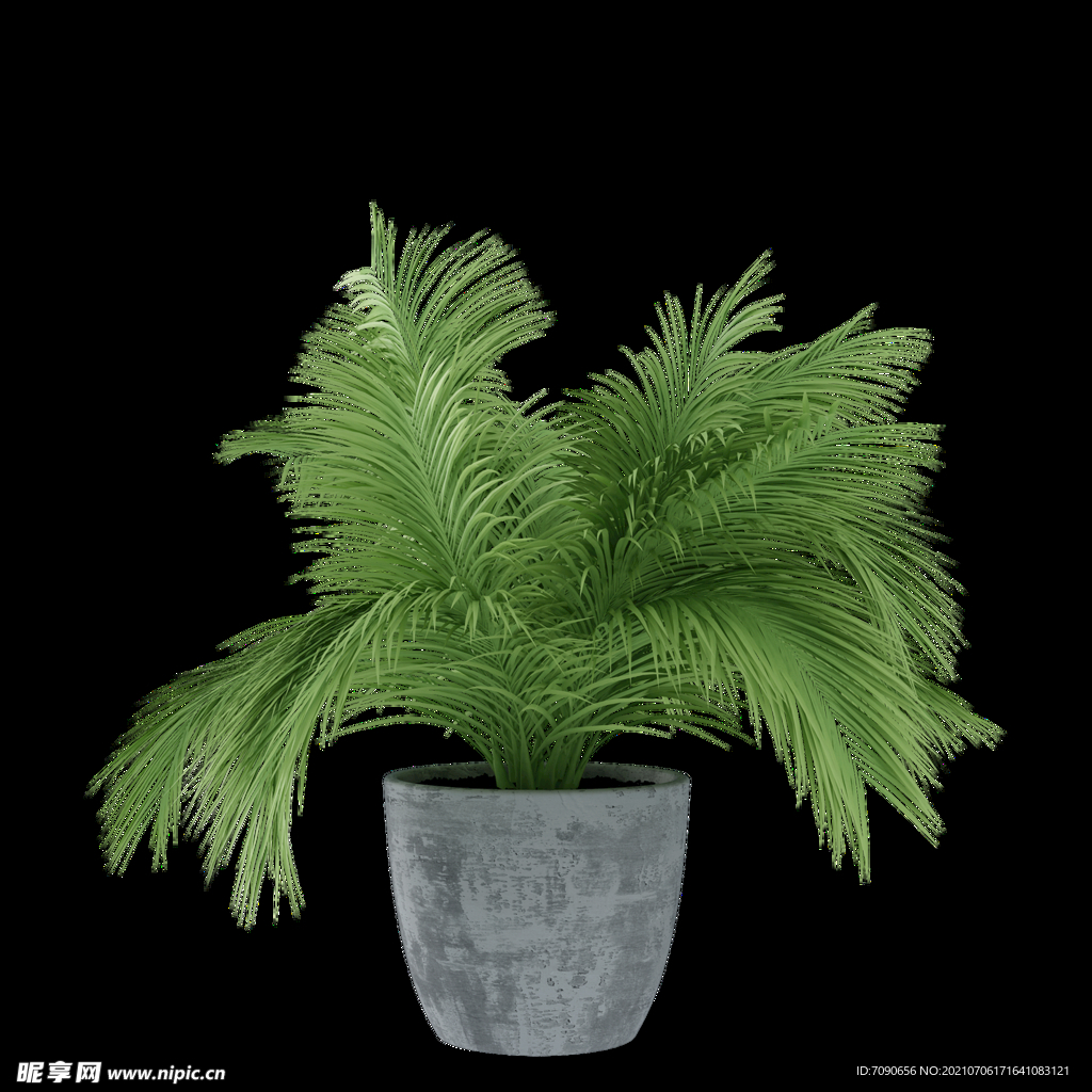 盆栽植物盆景 
