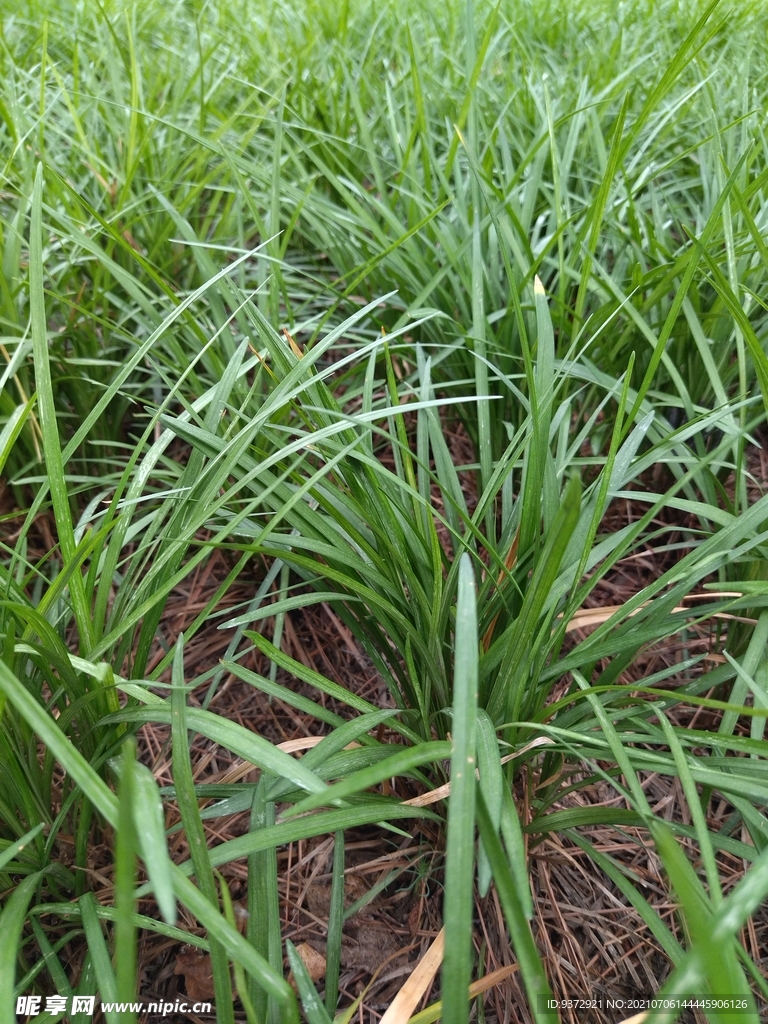 绿草地