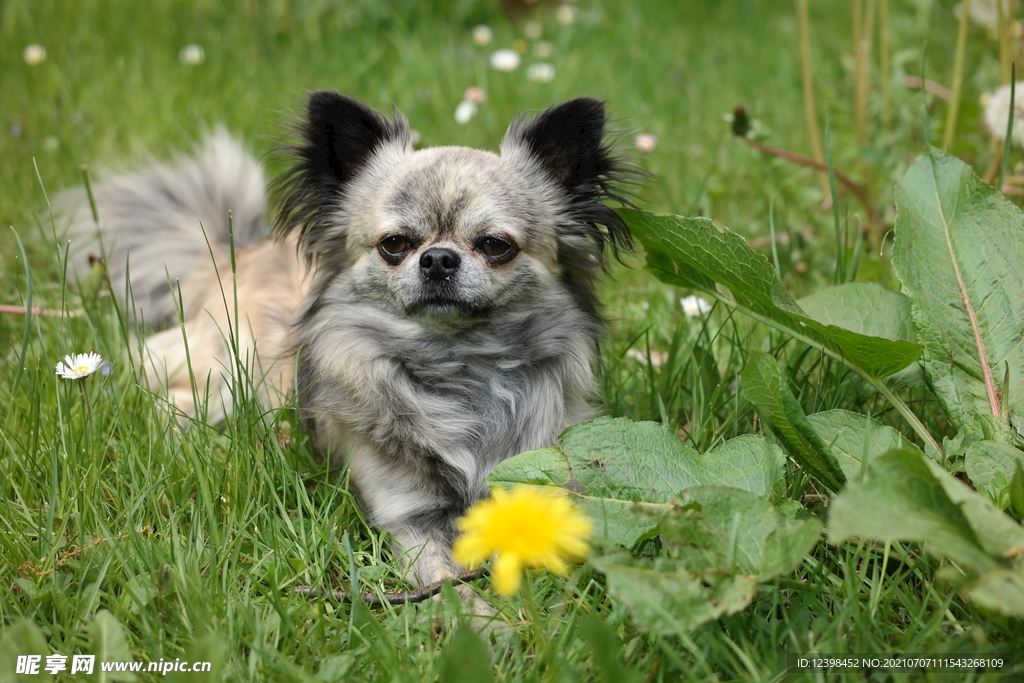 可爱的蝴蝶犬