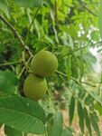 黑核桃树 