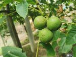 黑核桃树 