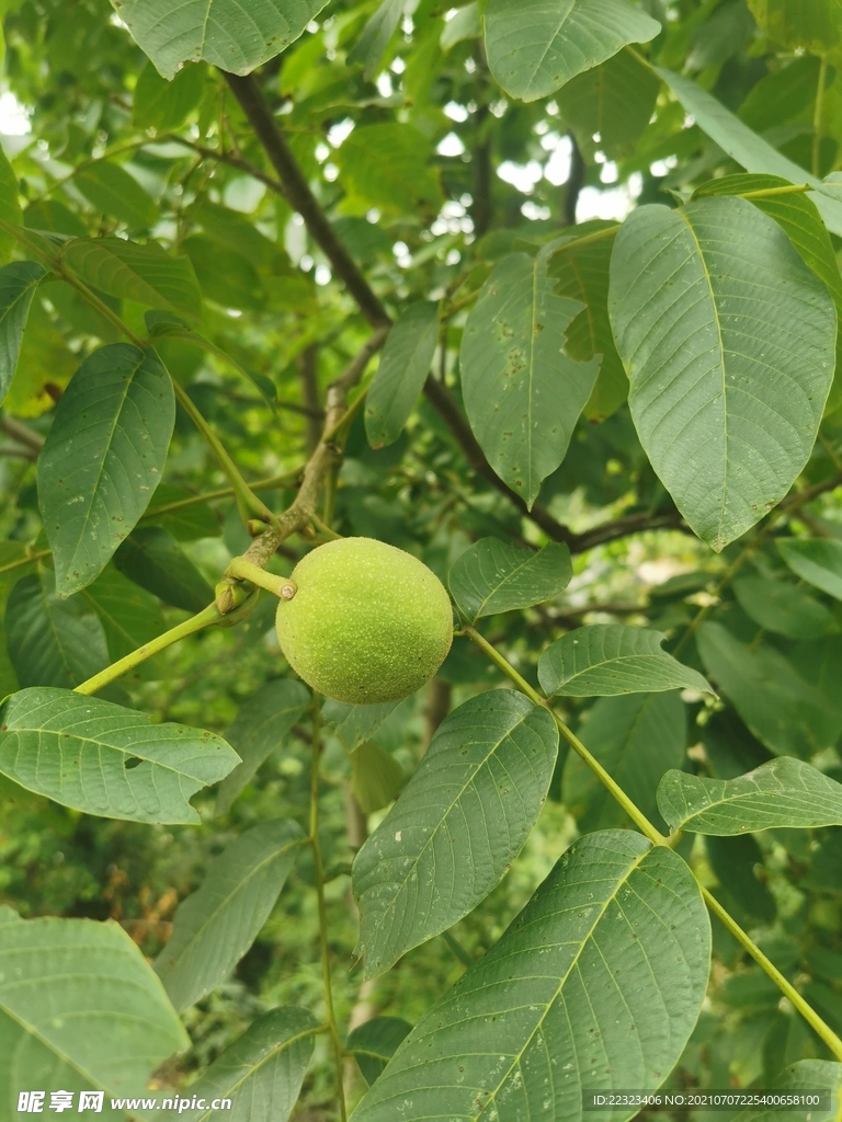 核桃树