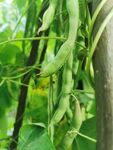 豆王