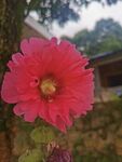 蜀葵科 