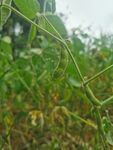 黄豆荚