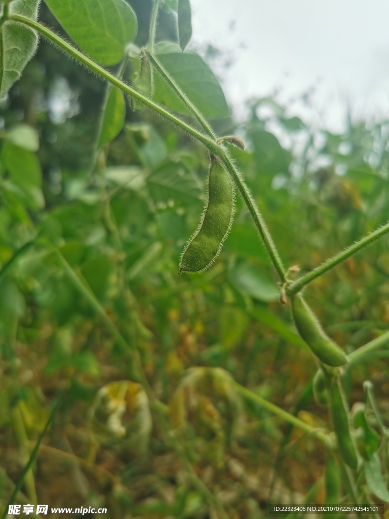 黄豆荚