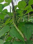 豆王 