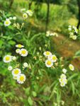 雏菊 