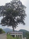 家榆 