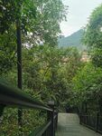 小路树林 
