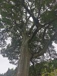 家榆 