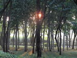 古塔公园 夕阳 树林