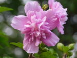 古塔公园木槿花