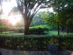 古塔公园 夕阳 树林