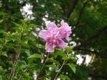 木槿花