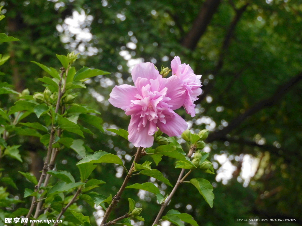 木槿花