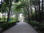古塔公园树林