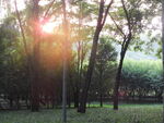 夕阳树林