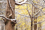 冬天黄色树叶银杏雪景