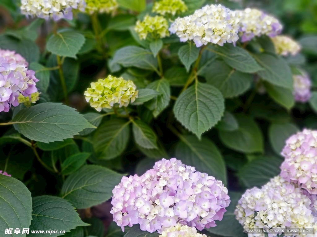 花园花卉绣球花