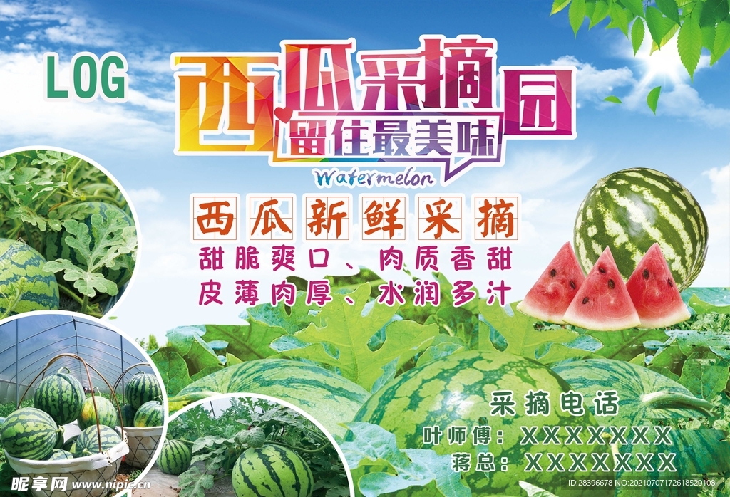 西瓜采摘园