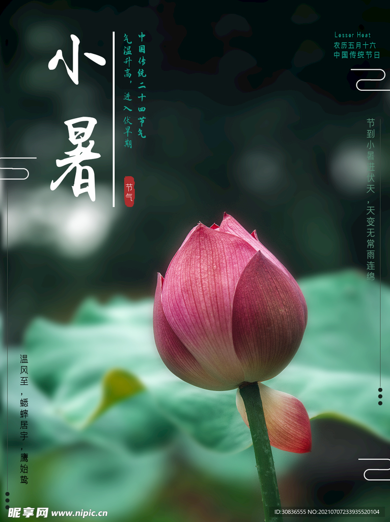 小暑海报