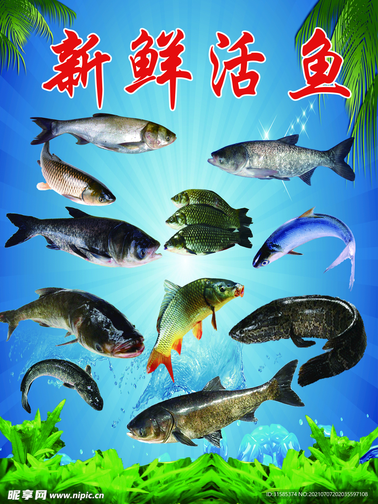 淡水鱼海报