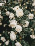 玫瑰花