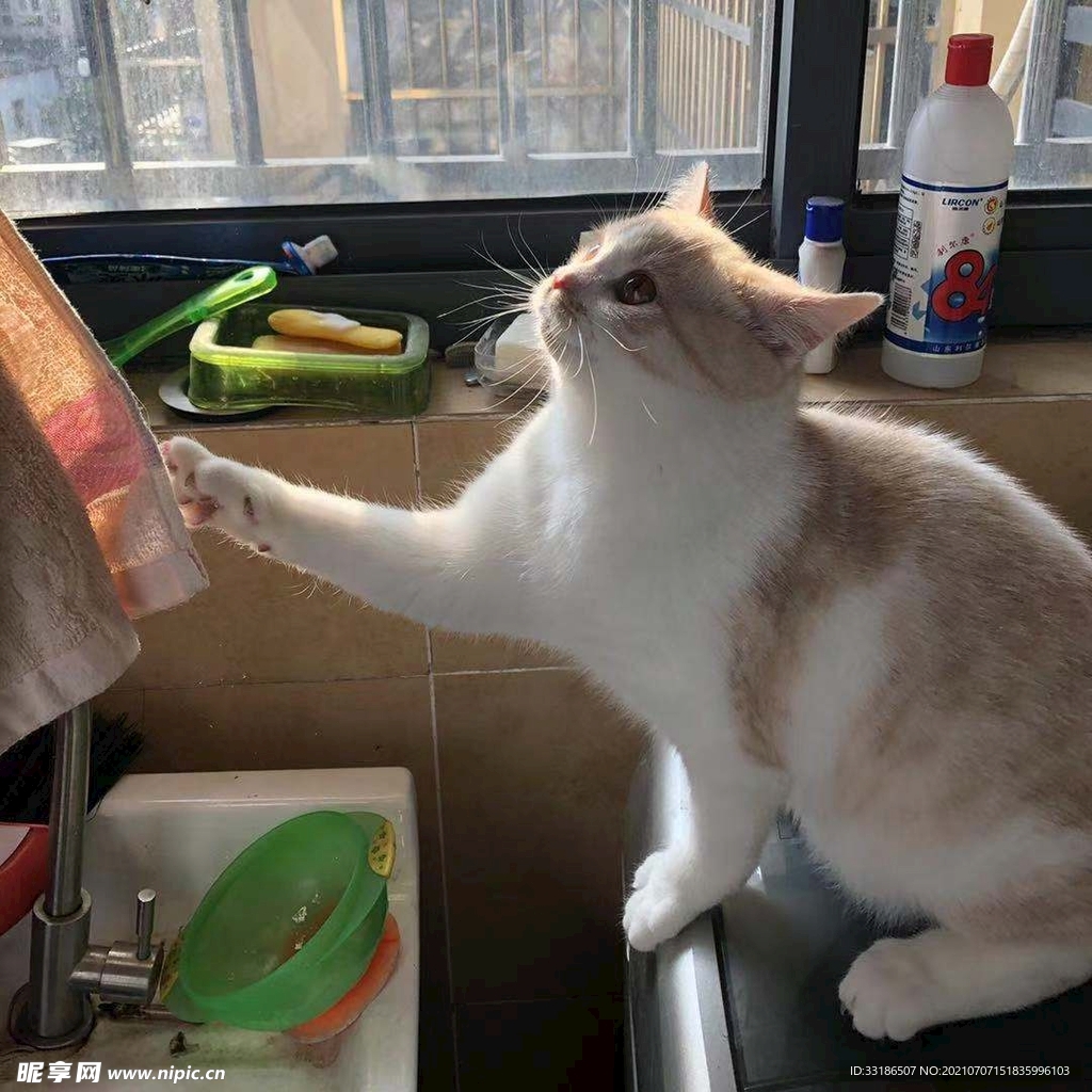 猫咪