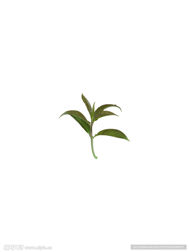 树叶