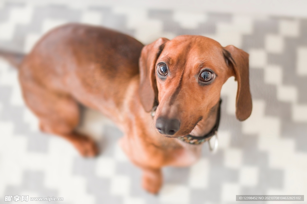 聪明可爱的腊肠犬