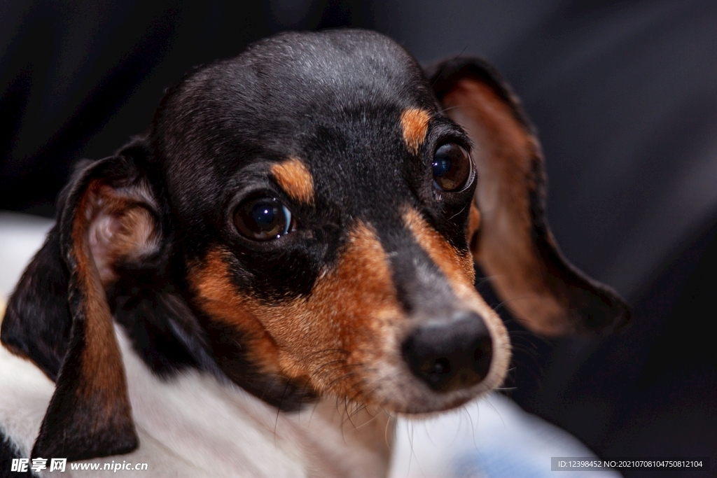 聪明可爱的腊肠犬