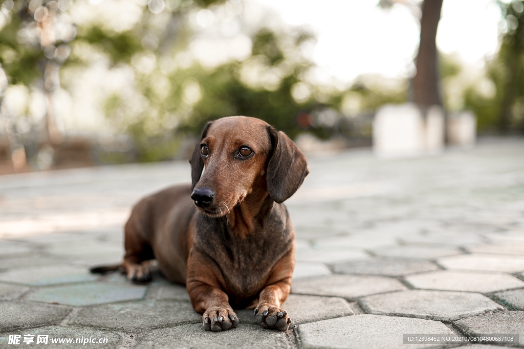 聪明可爱的腊肠犬