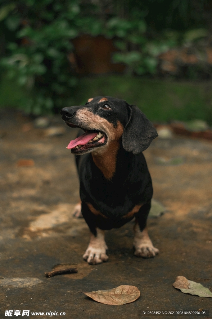 聪明可爱的腊肠犬