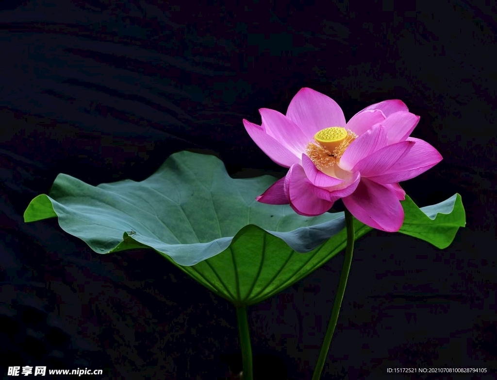 一叶一花