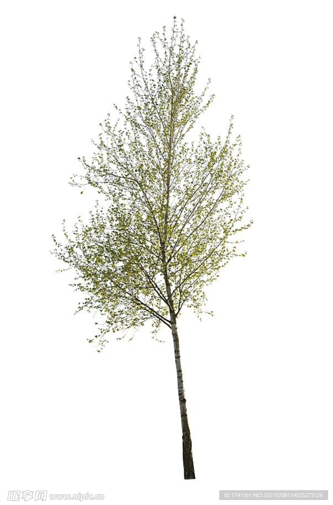 树